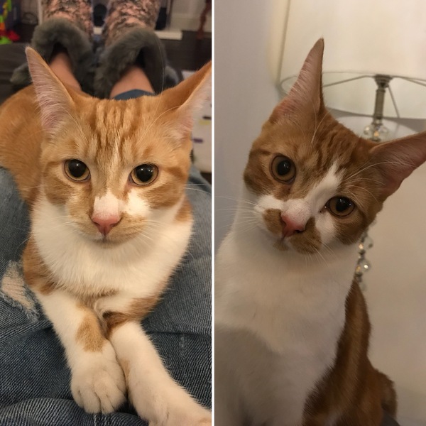 Any tips for getting young cats to poo outside?!