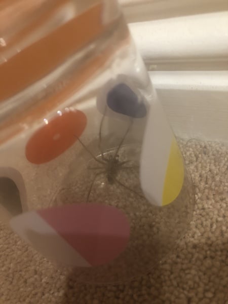 First big spider of the year - AIBU to show you the photo