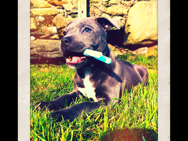To have fallen in love with Staffies?