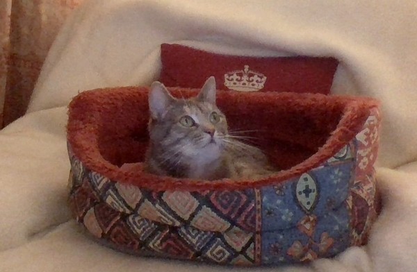 Anyone else really love their cat?