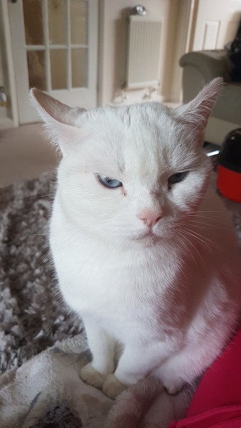 Anyone else really love their cat?
