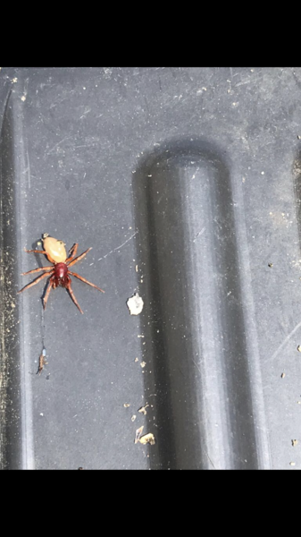 First big spider of the year - AIBU to show you the photo