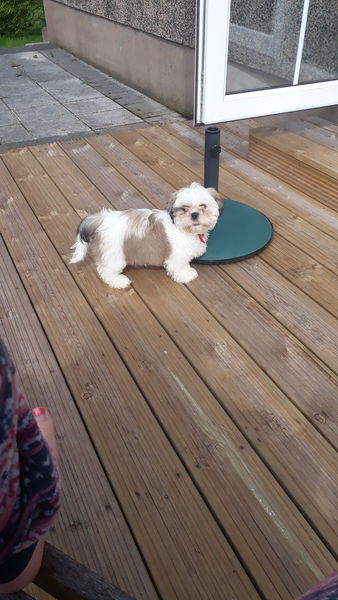 Show me your DPups!