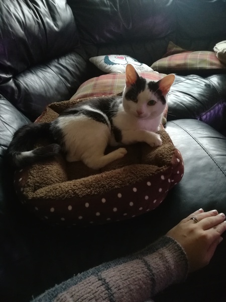 PLEASE help me name our new rescue cat!
