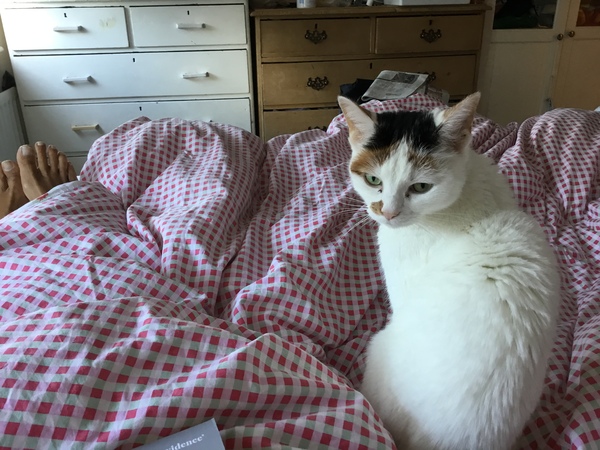 We're not that old but we're losing our hair... Do you still need us, now we're sixty four?! - CANCER SUPPORT THREAD 64