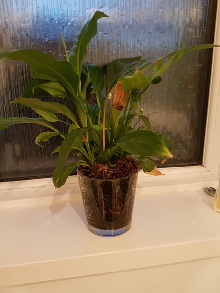 How to repot this?