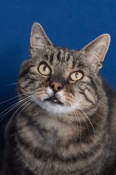 What does your cat do that makes you smile?