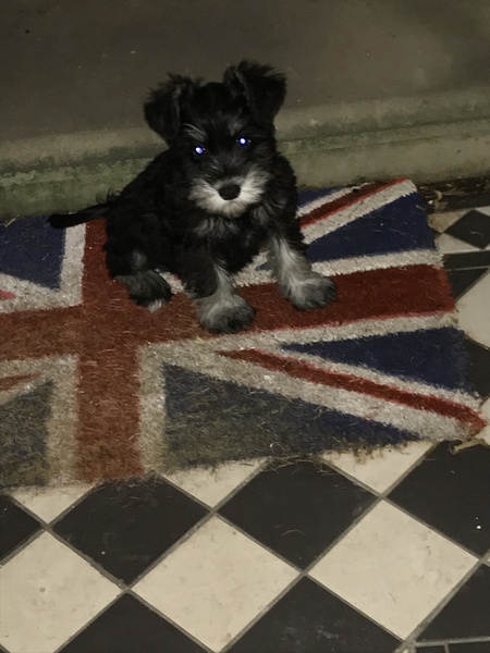 Show me your DPups!