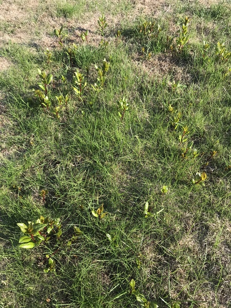 Plant / weed id please