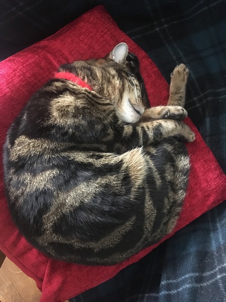 Anyone else really love their cat?