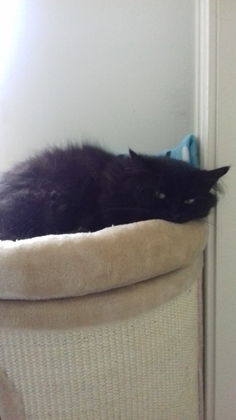 What's your DCat up to today? (Thread 7!)