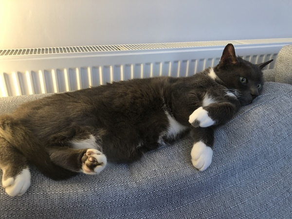 Please don't forget the older cats.