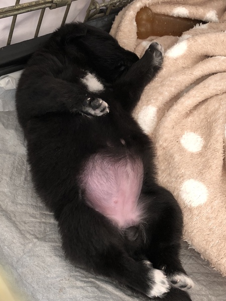 Foster pups