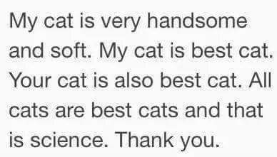 Anyone else really love their cat?