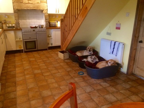 Dogs that share beds.