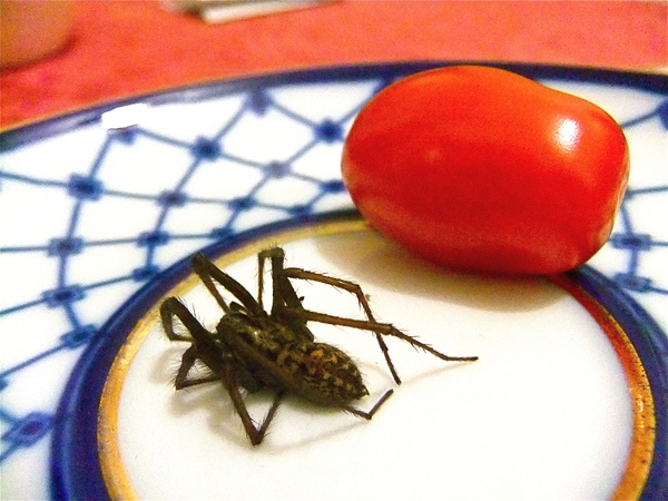 what do you do about spiders?