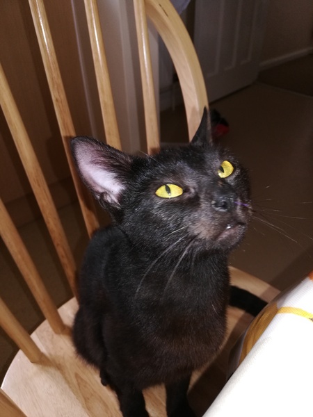 Picking up our new cat tomorrow, need advice!