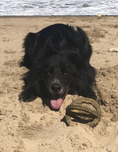 to choose a Border Collie over a German Shepherd?