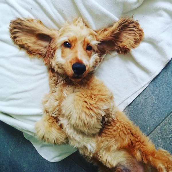 That one thing your dog does that makes you smile .