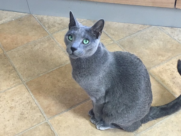 CANCER SUPPORT THREAD 65 - for anyone with cancer or waiting for cancer tests (pets welcome!)