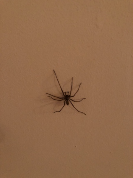 pholcidae/cellar spiders - care advice (picture warning)