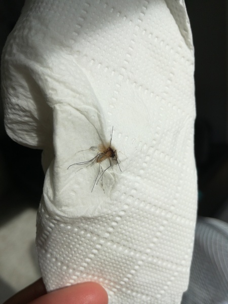 Is this a mosquito? (Pic)