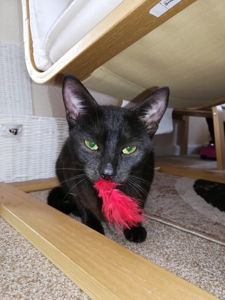 Picking up our new cat tomorrow, need advice!
