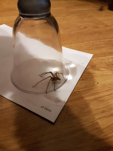 First big spider of the year - AIBU to show you the photo