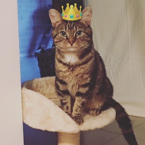 Anyone else really love their cat?