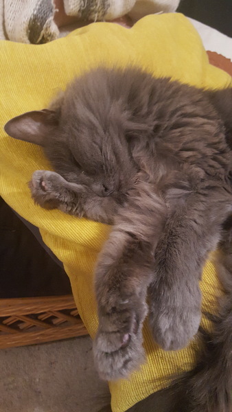 What's your DCat up to today? (Thread 7!)
