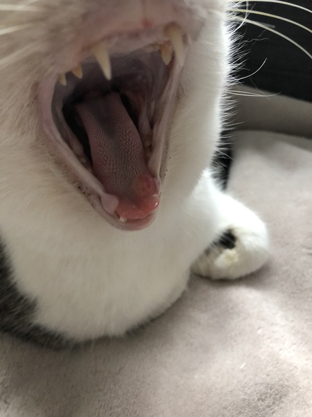 Any vets here? ‘Ulcer’ on cat’s tongue (photo)