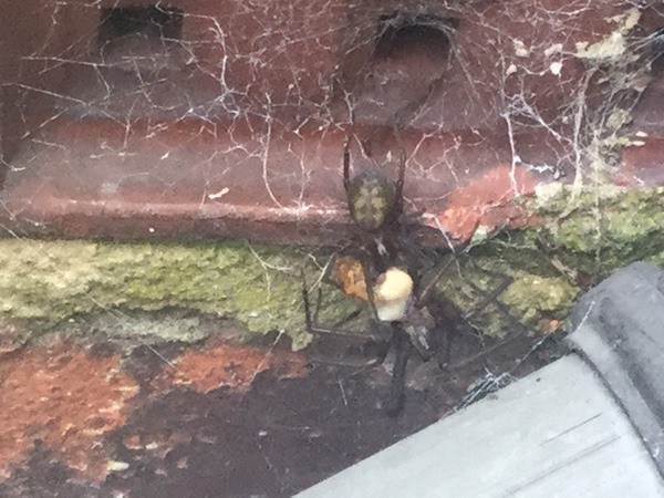 Spider experts please help (pic included hopefully)