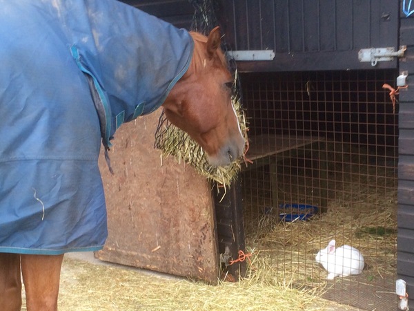 Daughter doesn't look after her rabbit. Best way to rehome?