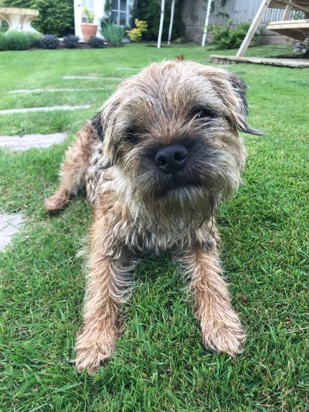 Anyone want to recommend a breed for my situation?