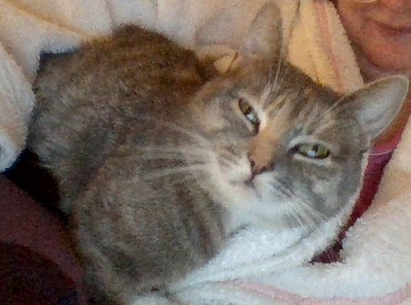 Anyone else really love their cat?