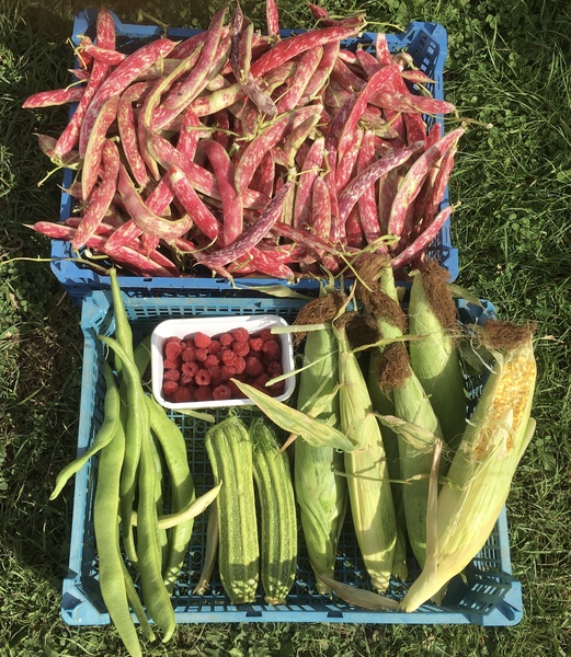 Allotment?Veg Patch Thread 13! Are we weathering the weather?