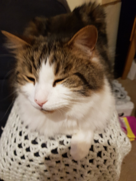Ear floofs