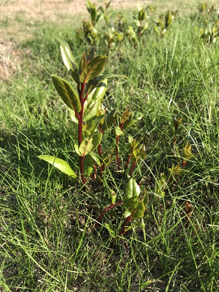 Plant / weed id please
