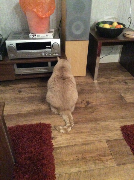 New cat - help!