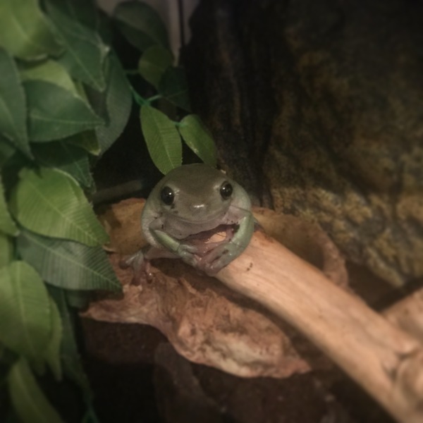 Pet advice for upset DD