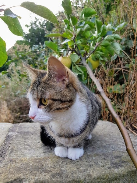 Cat has spots and stripes? (Pics)