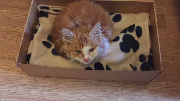 To think my new kitten is far too Cute?