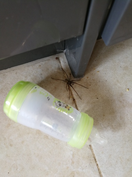 First big spider of the year - AIBU to show you the photo