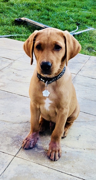 Show me your DPups!