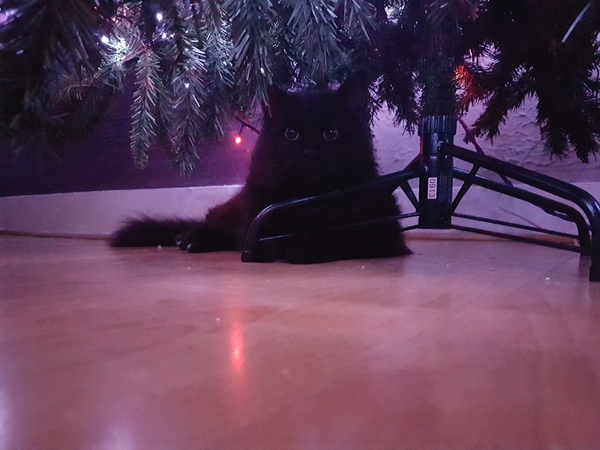 To ask you to help me name my cat?