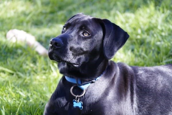 Tell me about your Labrador