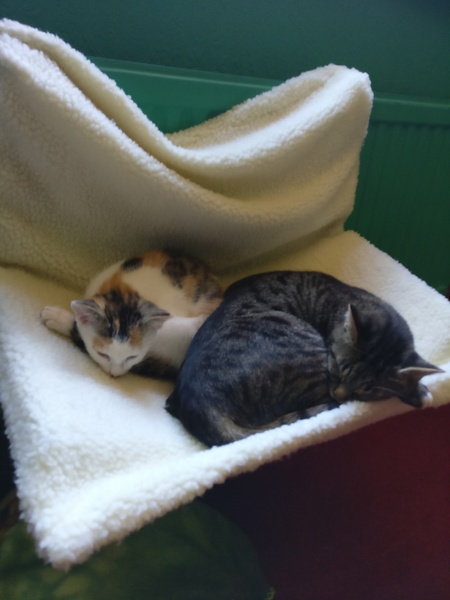 Two snoozing cuties