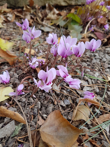What's is this cute wee rockery plant?