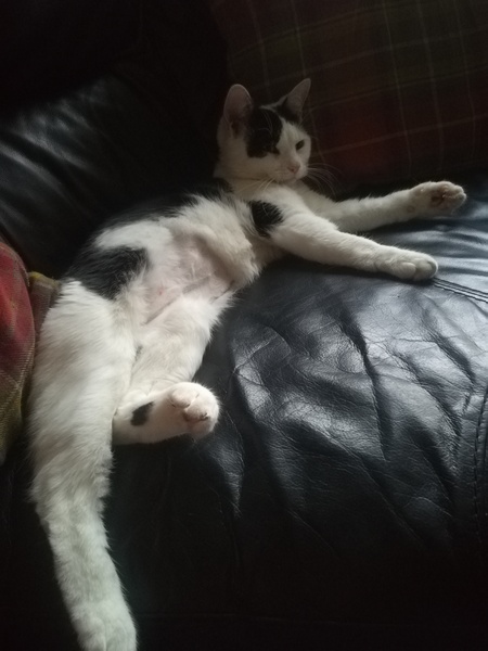 Anyone else really love their cat?