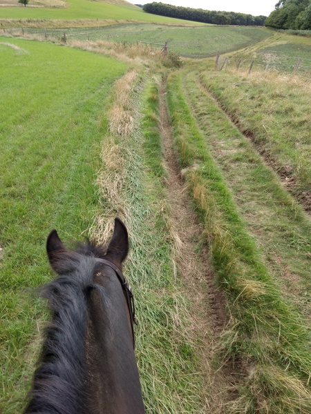 I went to view a horse today, can I have some advice please
